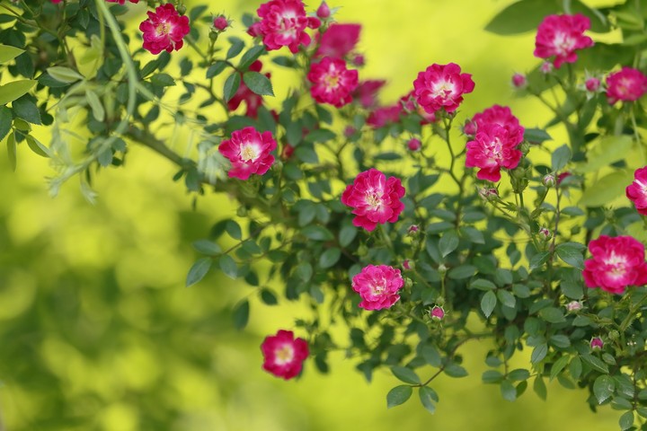 tearose