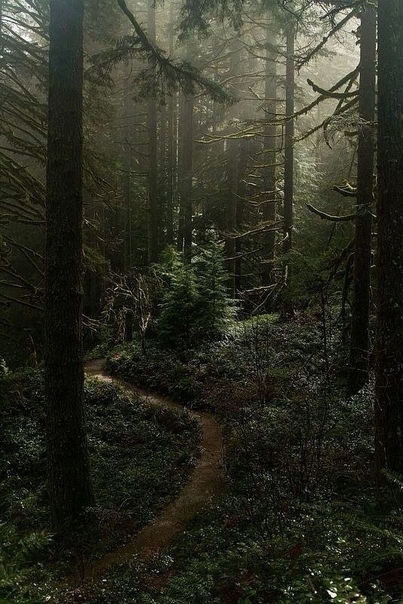 лес