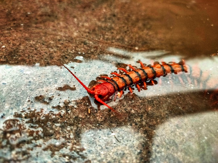 Mini Monster