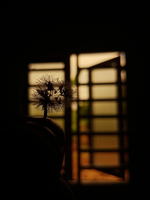 植物, 天空桌布