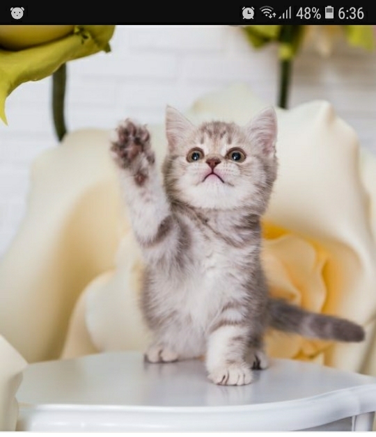 кошеня