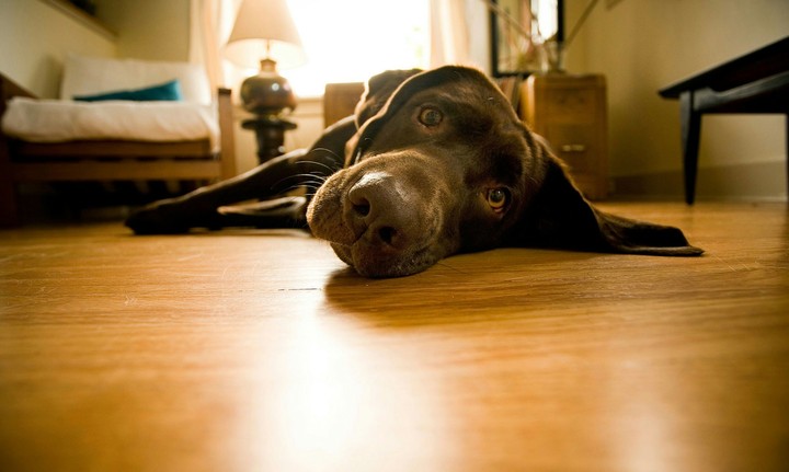 Doggy Dog