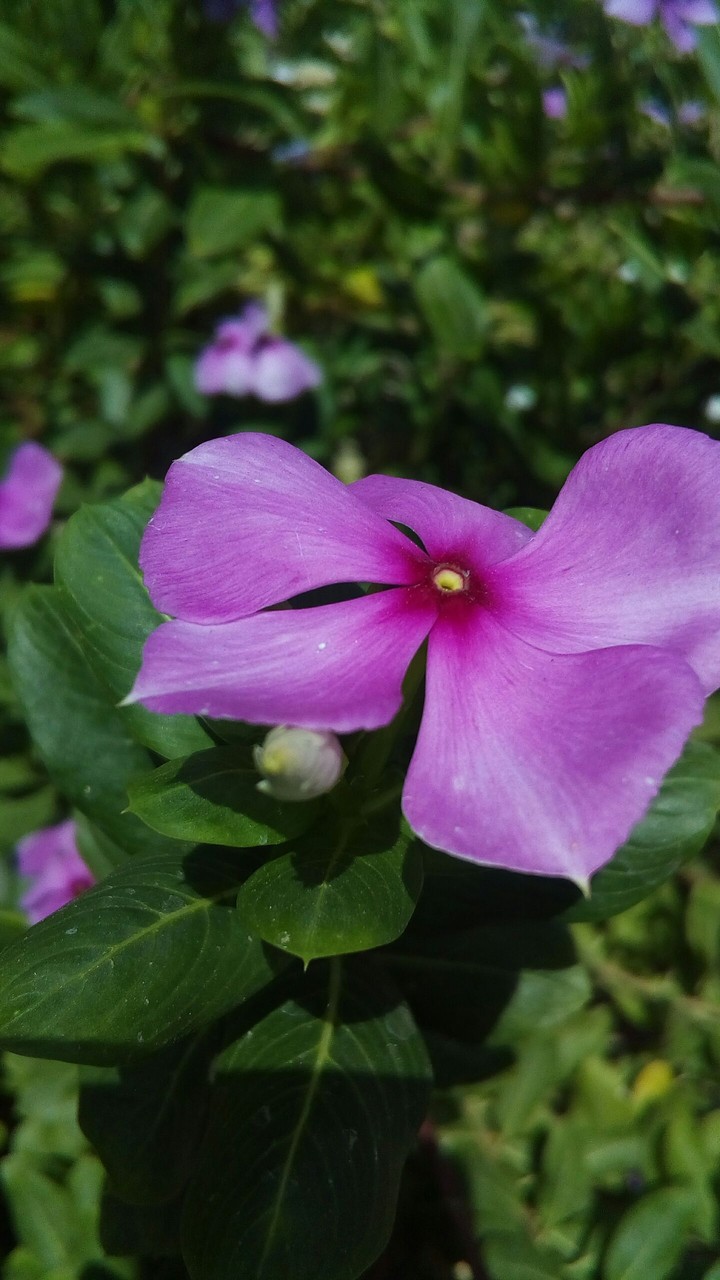 hi