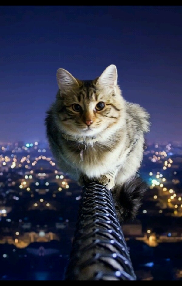 Pawesome 