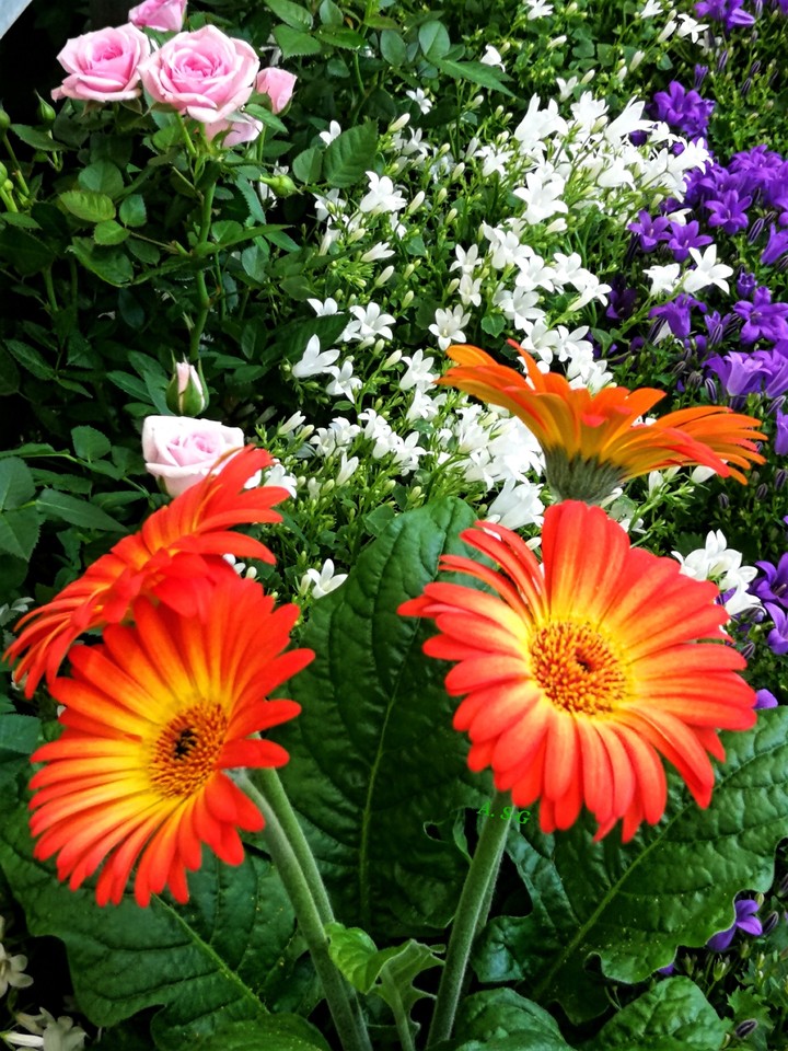 Im Garten wächst nun vieles