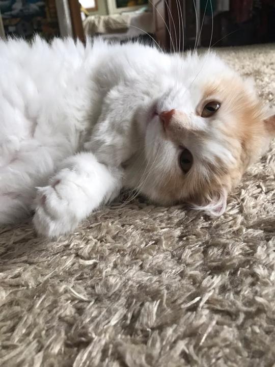cat