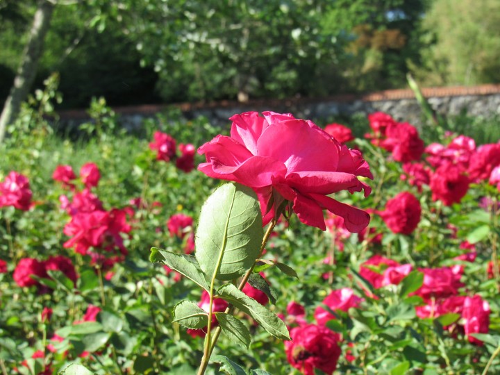 Filter-free Flower