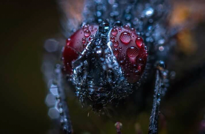 mosquitoes in zoom