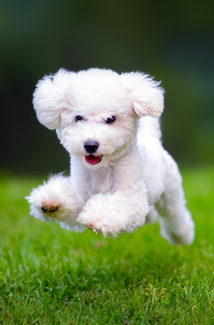 cute puppy