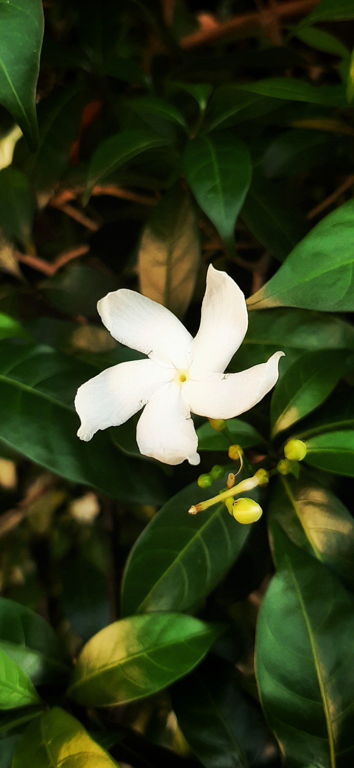 Beautiful Flower