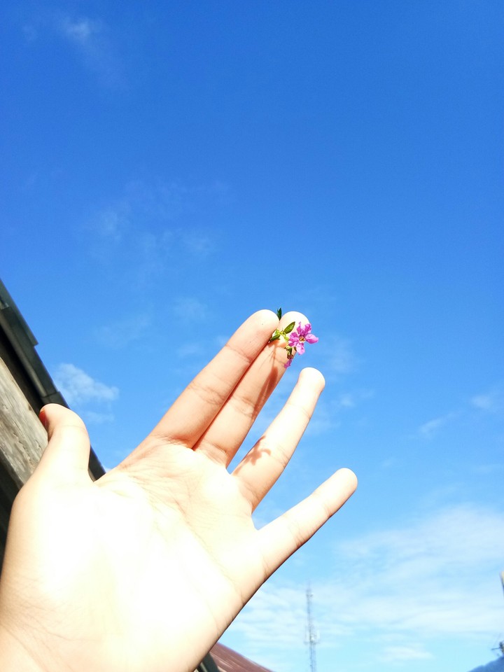 flower in the sky