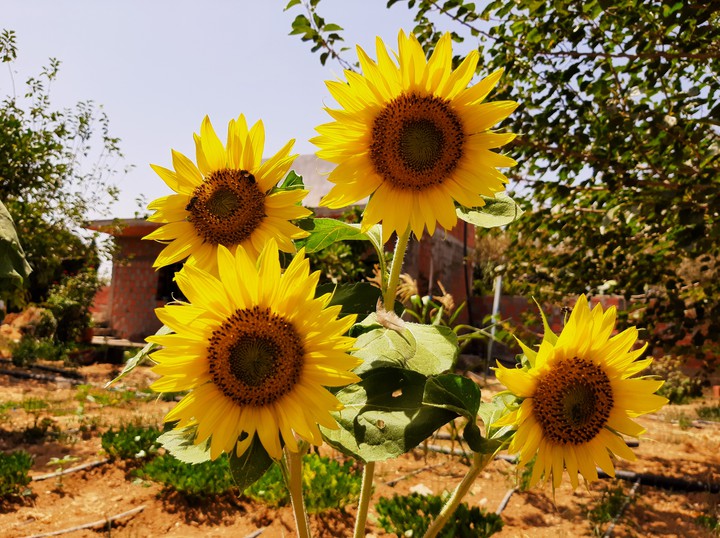 Sun ?