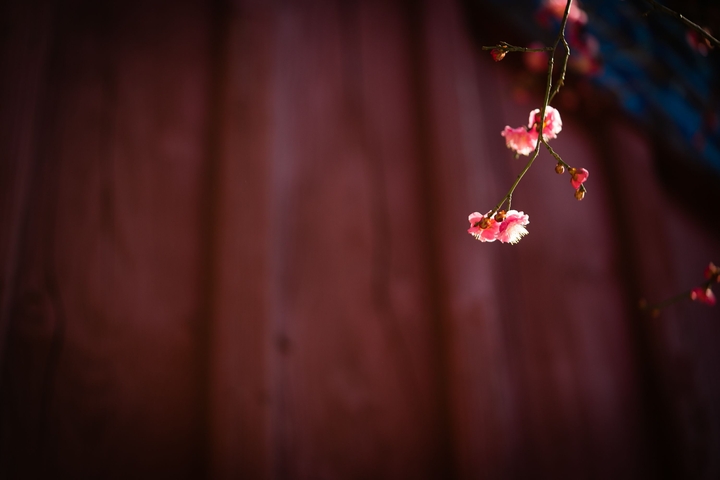 japanese apricot_2