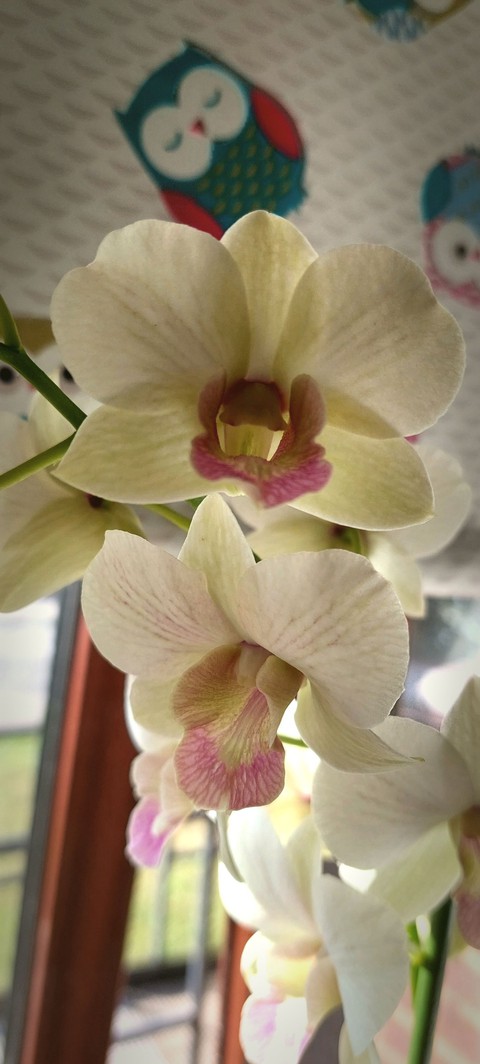 New orchids
