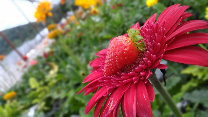 Strawberry.??? On the flower.??? How.???