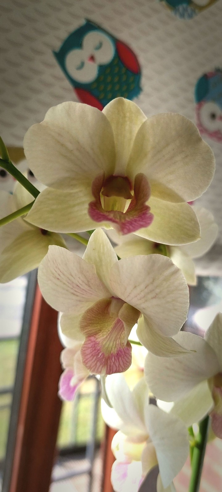 New orchids