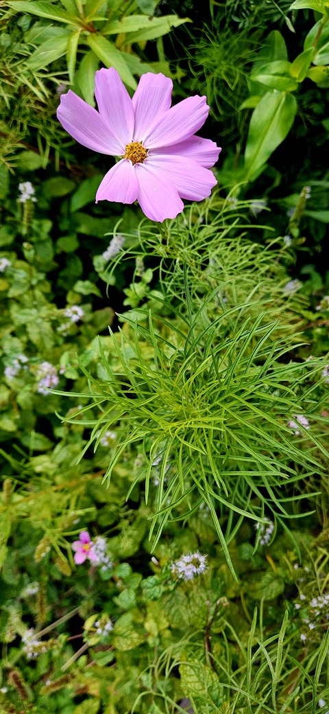 Two Cosmos Flowers in Autumn