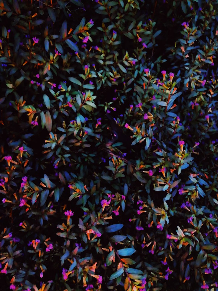 flor lila