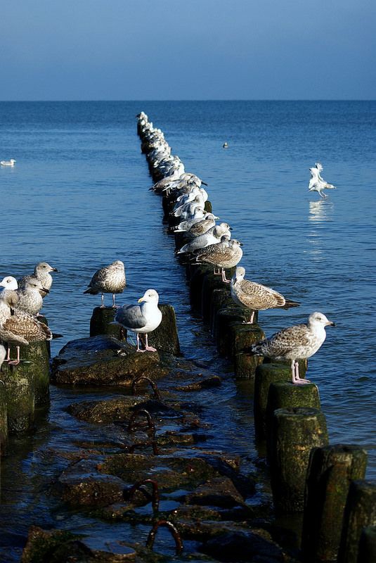 see birds
