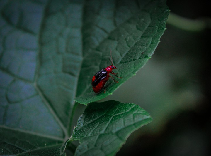 ❤️Red?Bug?