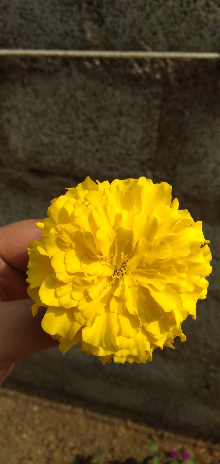marigold