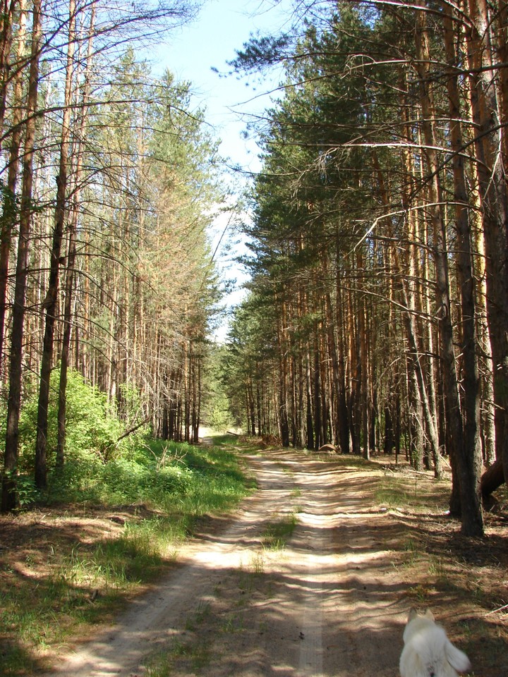 Лесная дорога