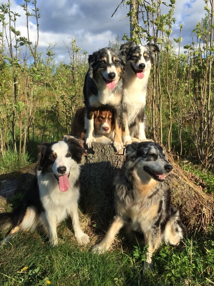If It's Not A Broder Collie It's Just A Dog