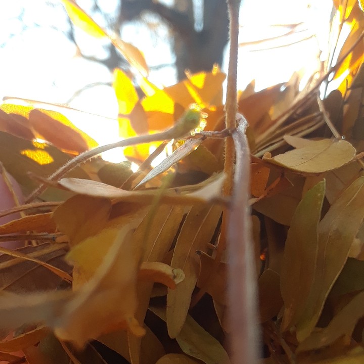 Fall morning with close up leaves