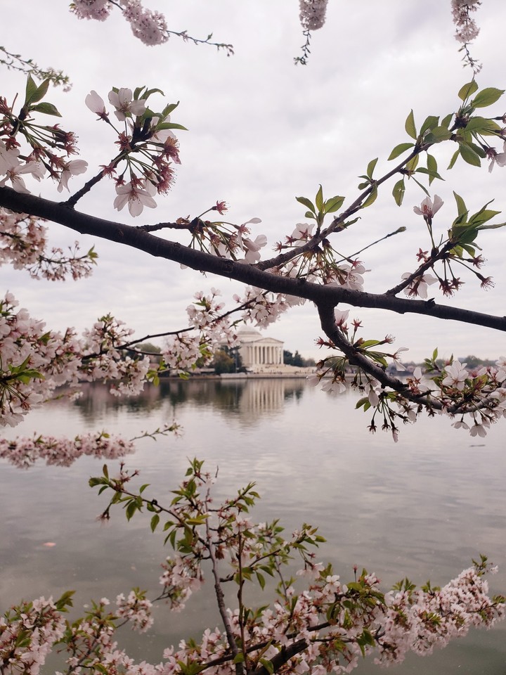 Washington Memorial during cherry blossom festival