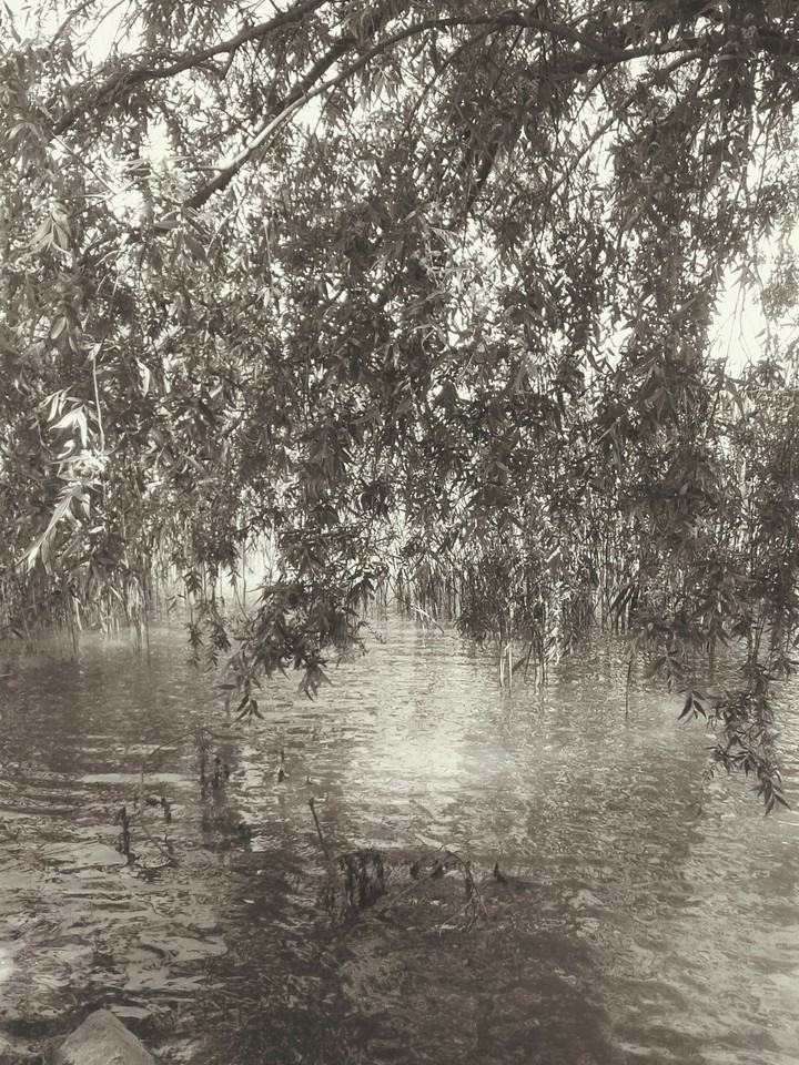 willow
