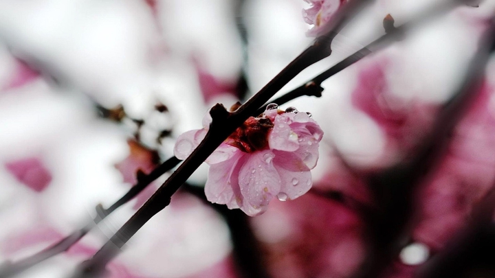 Blume