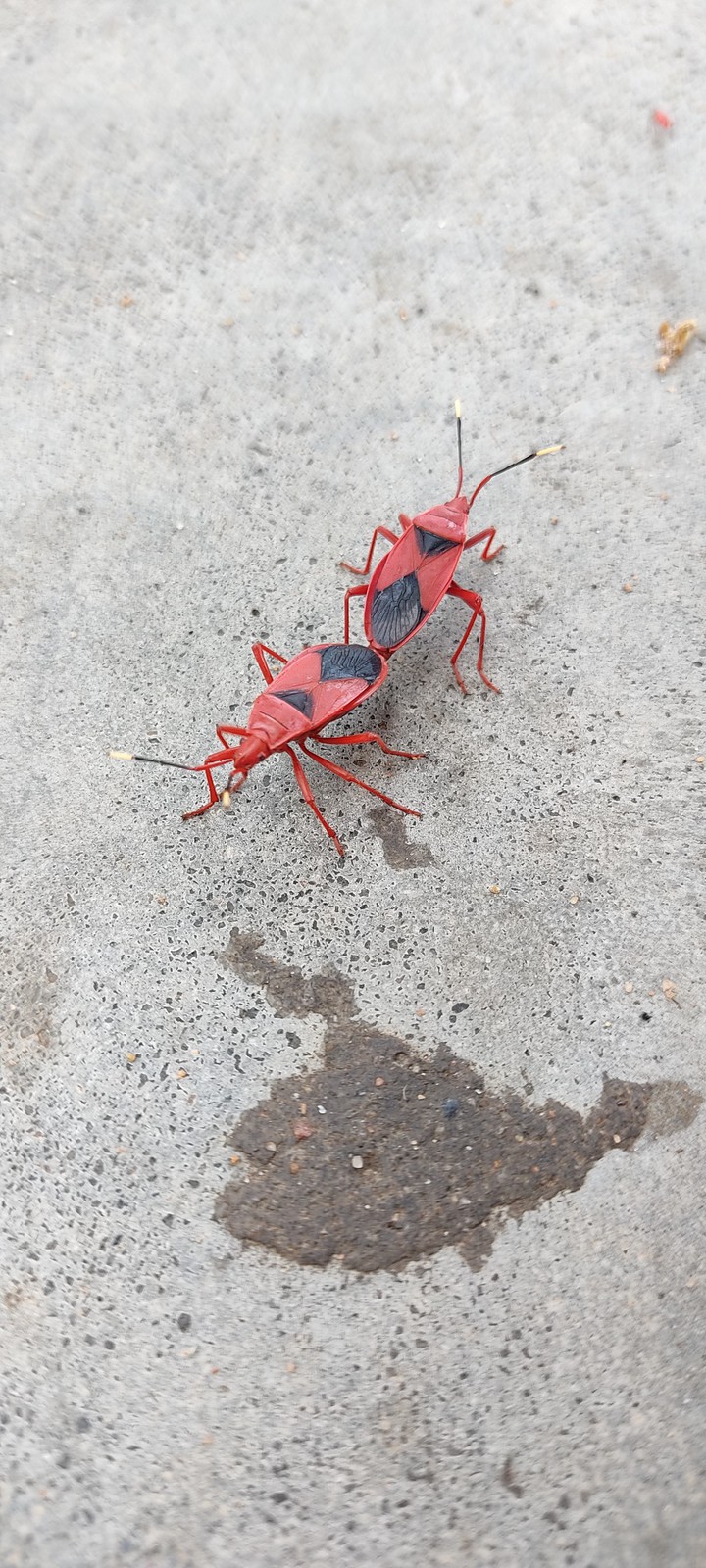 insects