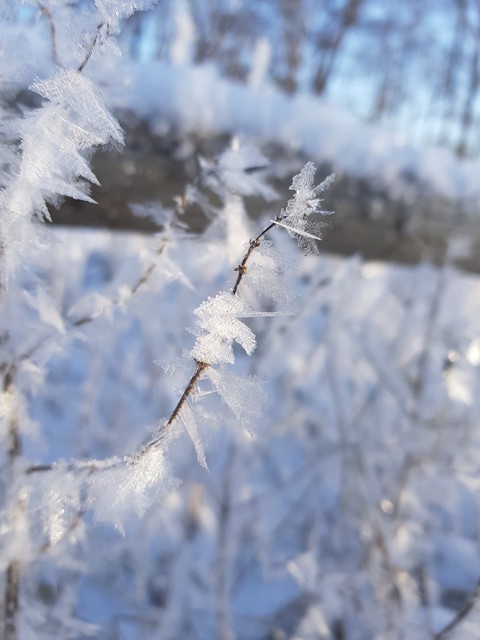 twig, plant壁纸