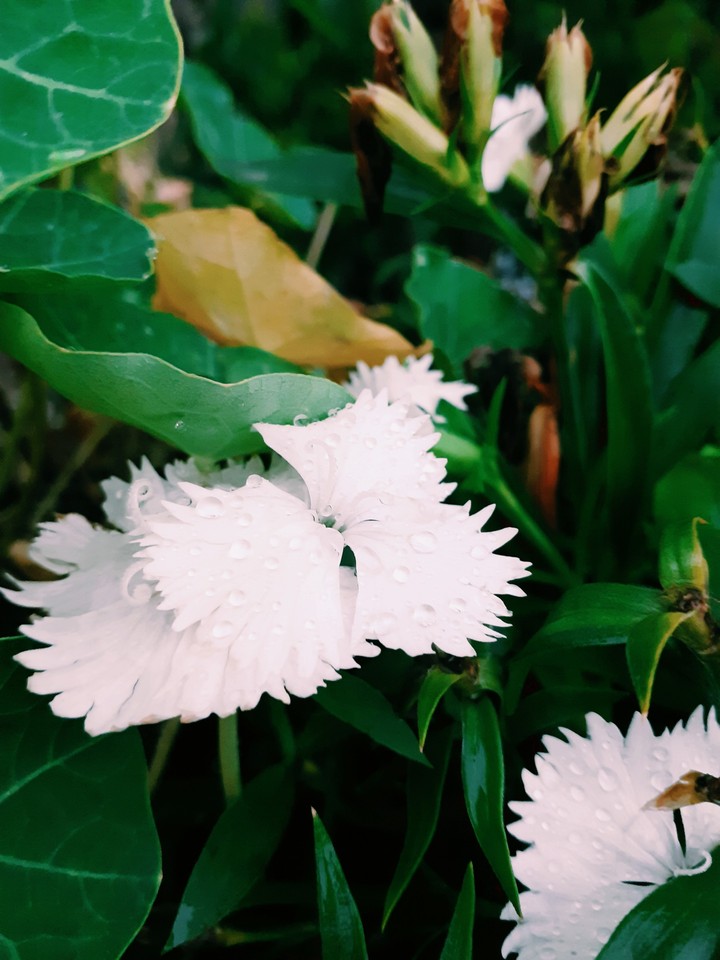 Flower