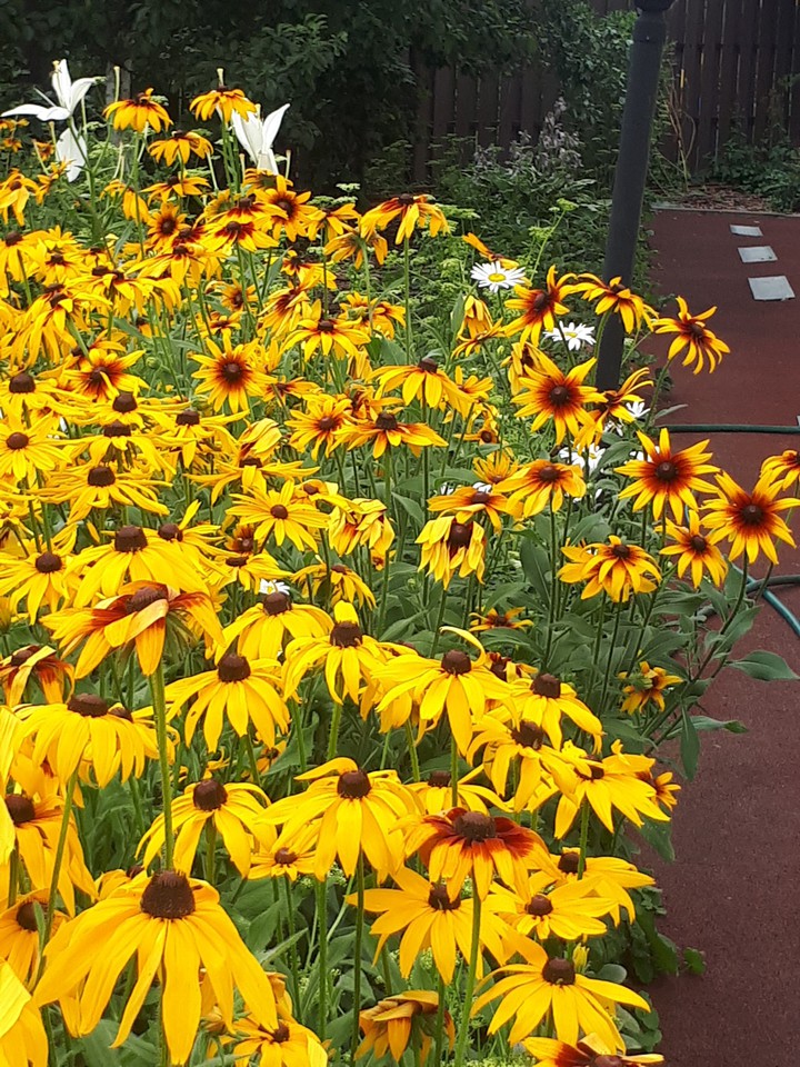 flowers