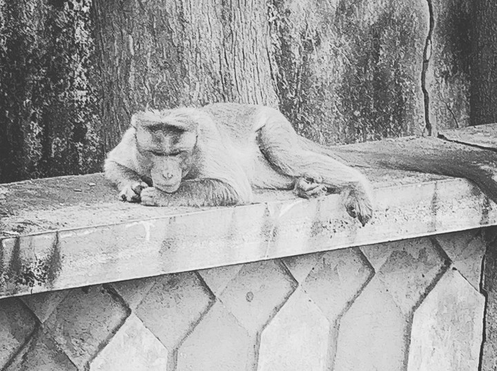 monkey