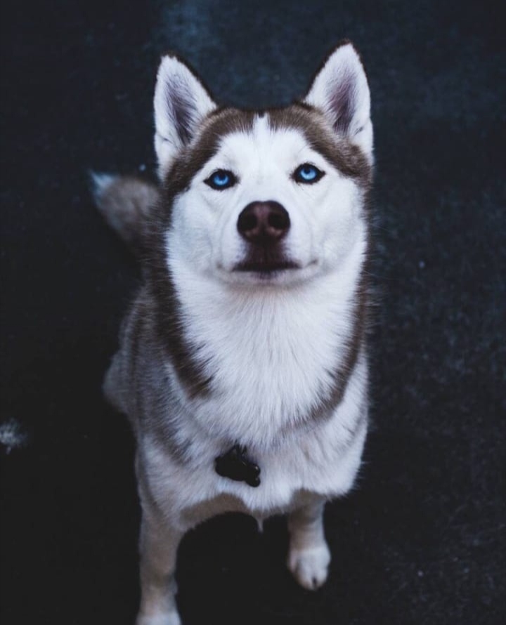 Собака