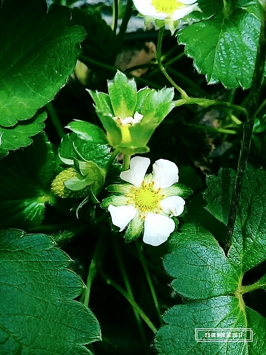 flores frutos