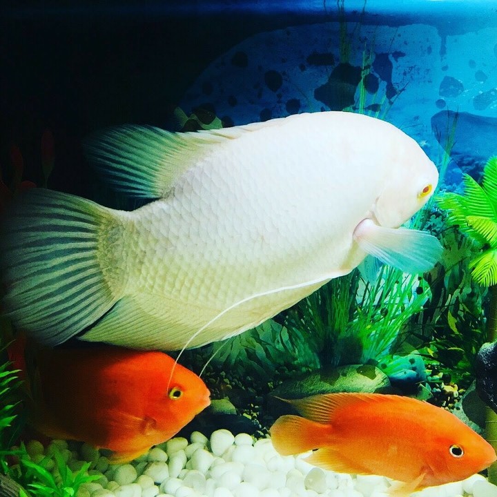 Fish