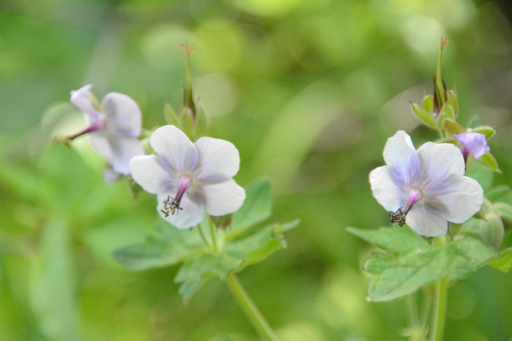 청옥산이미지