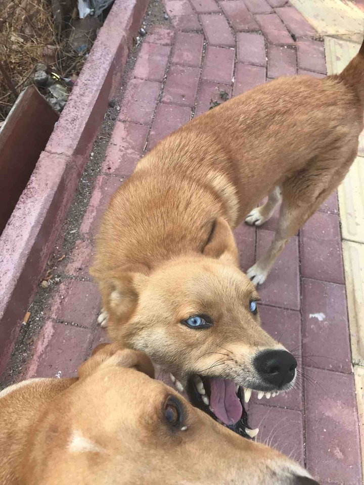 Dogs