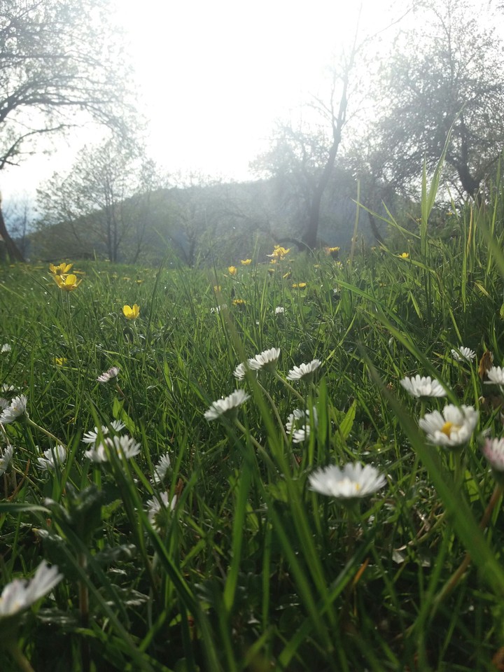 gras
