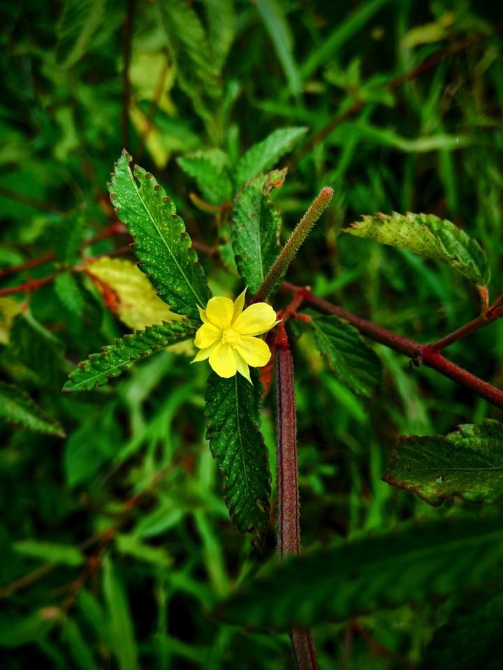 FLOWER