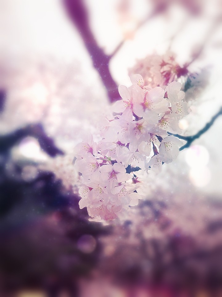 SHINJUKU SAKURA