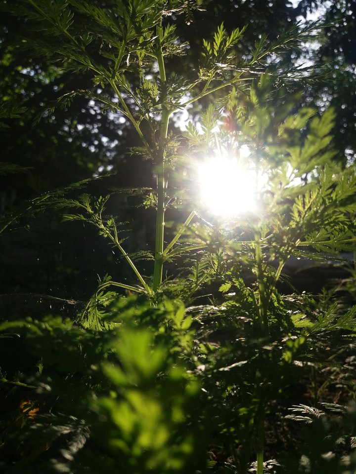 Sun Forest