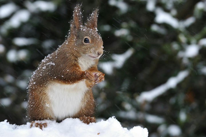 squirrel