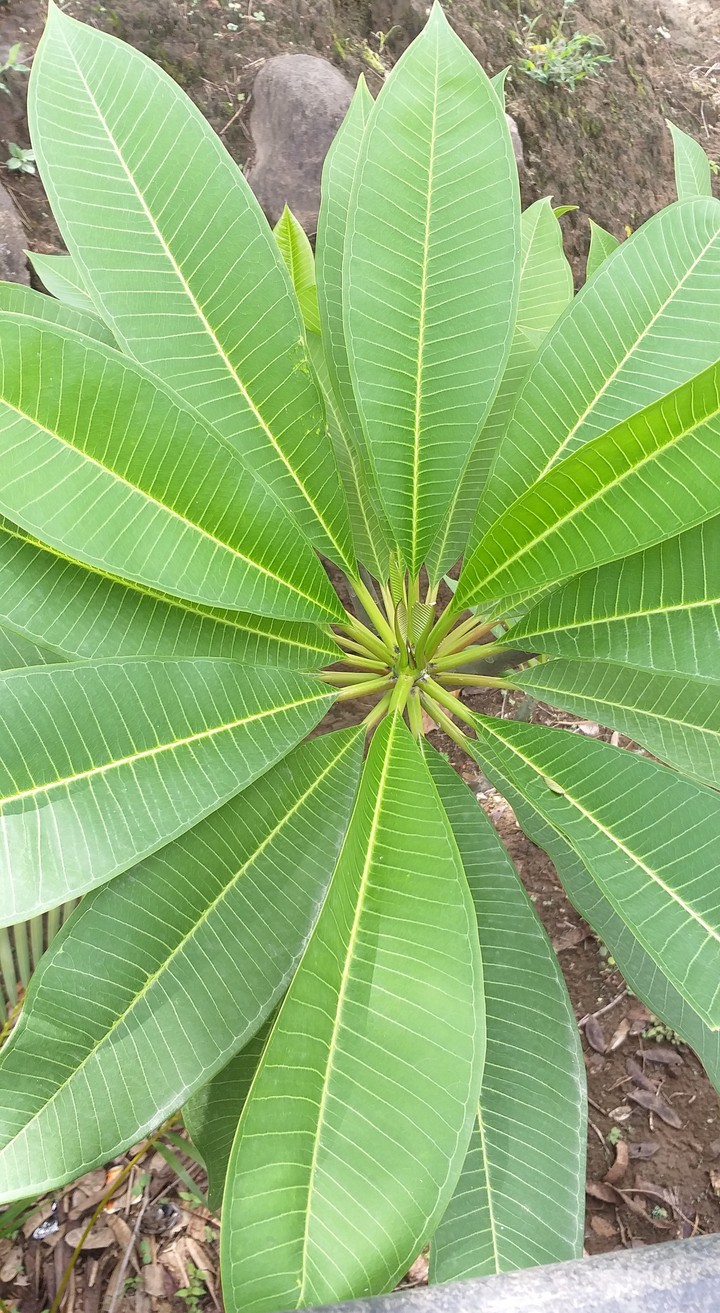 Nature Green