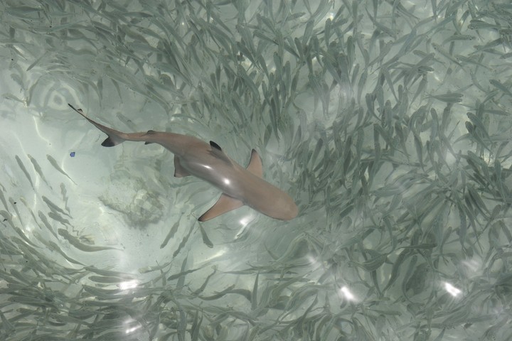 Sea