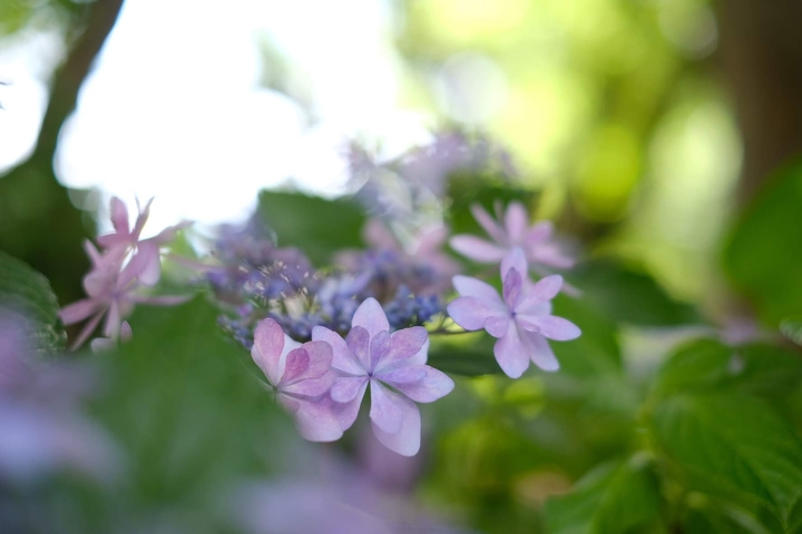 紫陽花