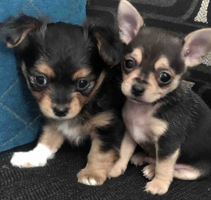 lil bear & poncho Macho’s baby pic